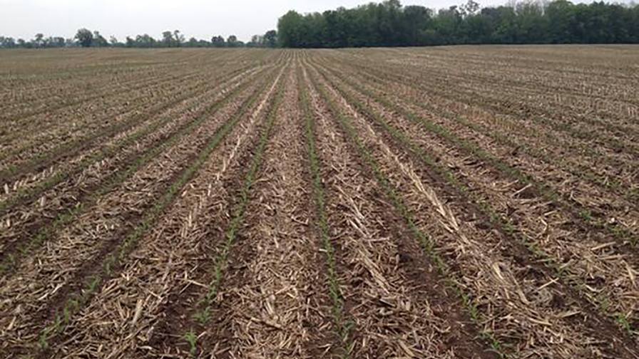 Don’t Miss Optimal Cover Crop Opportunities for Improved Weed Control and Beyond