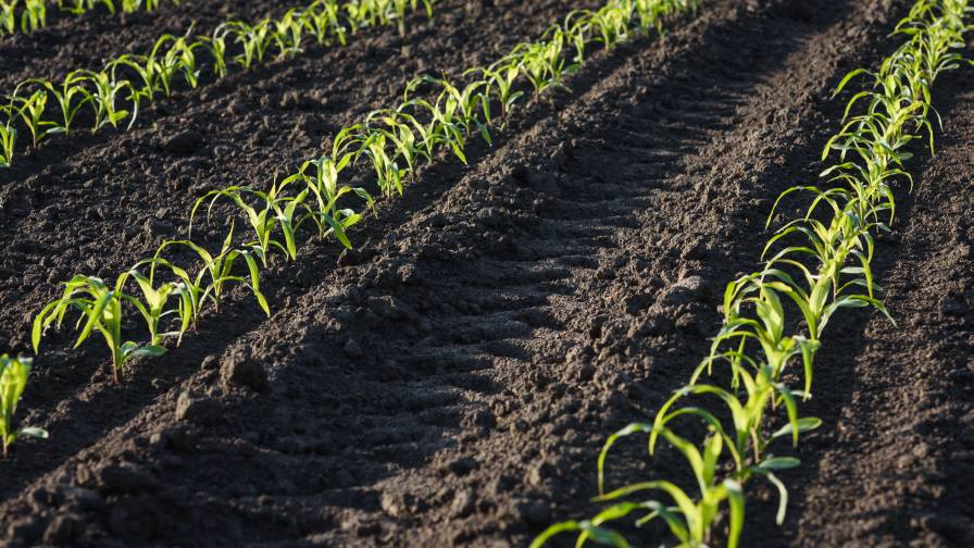 Following the Crop Toward Continuous Nutrition Management