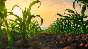 AMVAC Awards Eight Students the 2026 Southern Agriculture Industry Advancement Scholarship