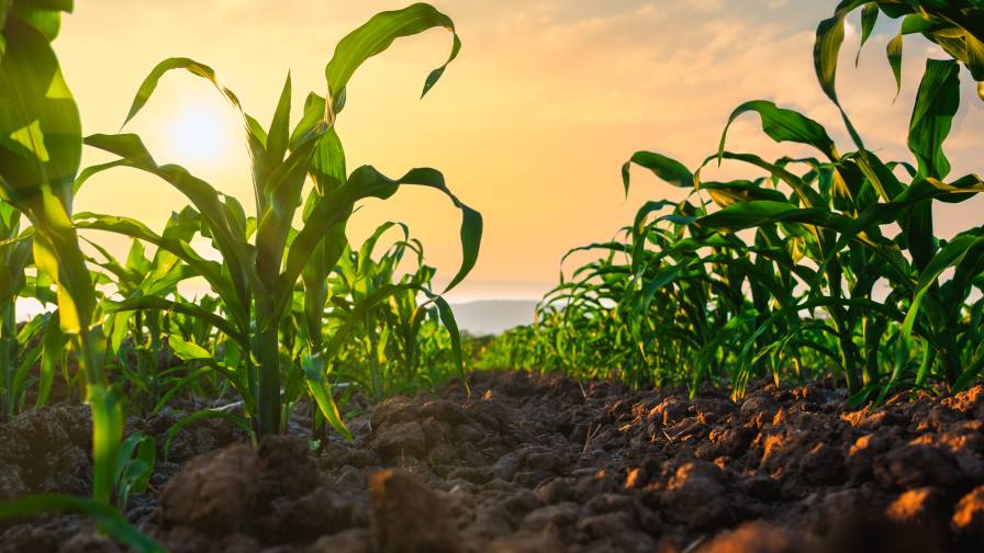 Adjuvants Needed for Biological Adoption