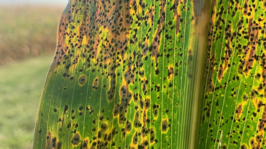 6 Keys to Managing Tar Spot in Corn