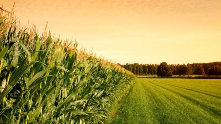 Helping Growers Diversify: How Ag Retailers Can Guide Farmers Beyond Corn and Soybeans