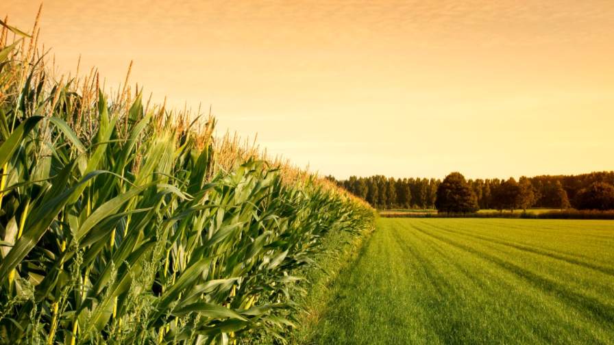 Helping Growers Diversify: How Ag Retailers Can Guide Farmers Beyond Corn and Soybeans