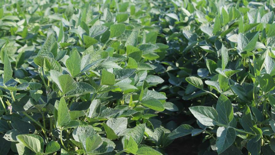CropVoice: How ‘Talking’ Soybeans Can Take the Guesswork Out of Fungicide Spray Decisions