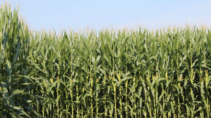 Renewed Biofertilizer Adoption Strengthens as Sustainability Incentives and Smart Tech Align