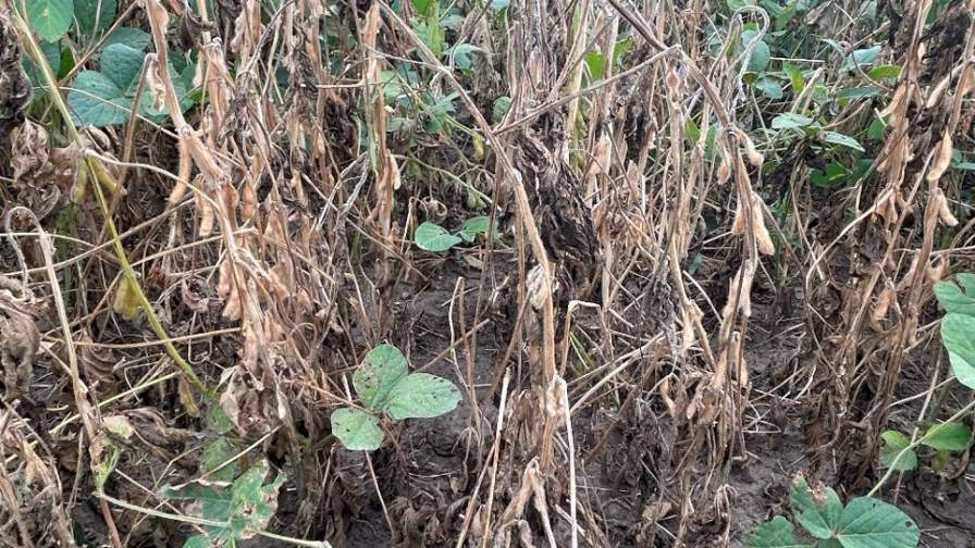 7 Key White Mold Management Strategies Every Soybean Agronomist Should Know