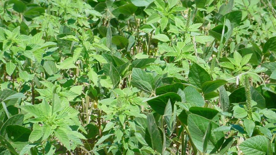 A Glimpse Into the War Against Weeds Podcast