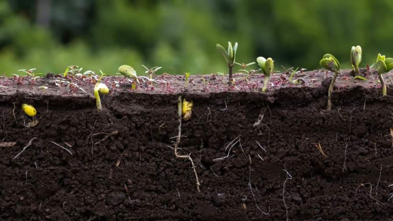 Soil and seedlings