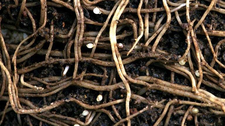 Getting Ready for Insects and Diseases in 2026