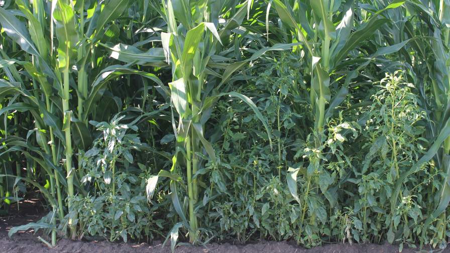 Restocking the Herbicides Toolbox: What Ag Retailers Need to Know for 2026