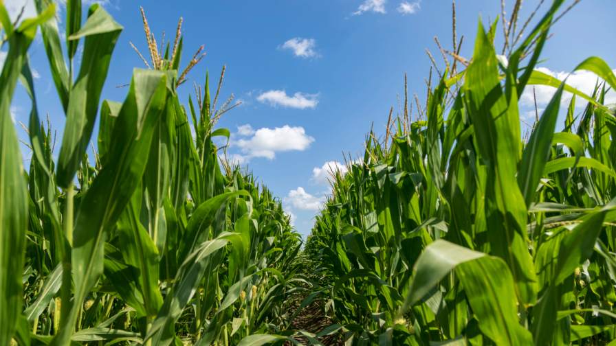 Proactive Agronomy Helps Protect Yield Before Crop Stress Hits
