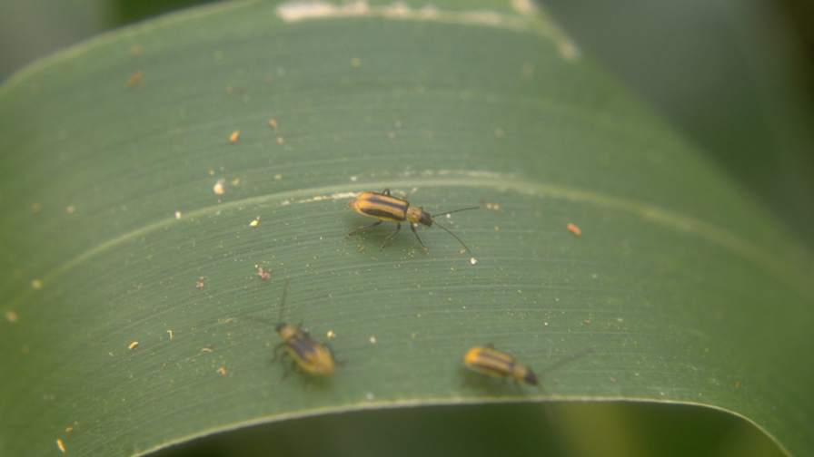 The Billion-Dollar Battle: Using Integrated Pest Management to Combat Corn Rootworm