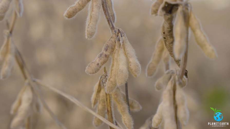 Amino Acids, Boron and Micros: Integrated Seed Helping Soybean Growers Gain More Pods, Bigger Beans