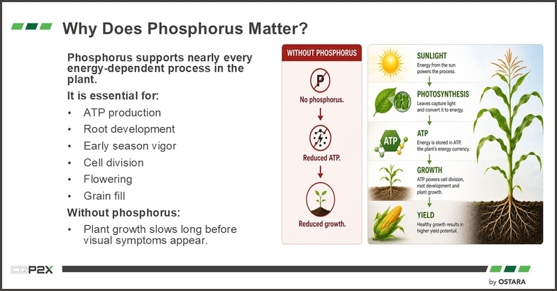 Why Does Phosphorus Matter?