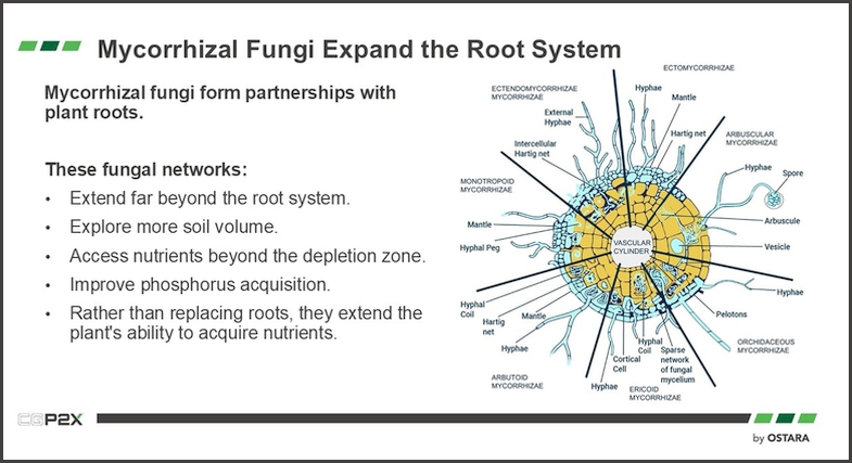 Mycorrhizal Fungi Expand the Root System