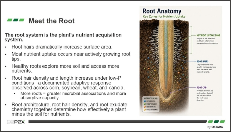 Meet the Root