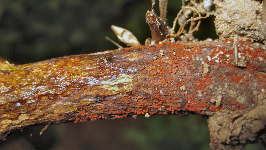 Red Crown Rot Soybeans Photo Corteva