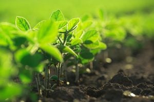 Pioneer Adds Victrato Seed Treatment to Help Farmers Get Ahead of SCN and SDS