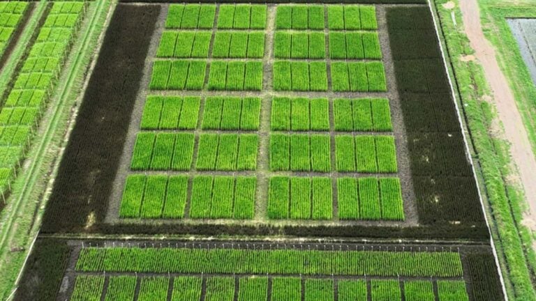 BioLumic and IRRI Field-Test Rice Trait Technology to Protect Yields, Cut Methane and Water Use