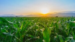 Helping Growers Diversify: How Ag Retailers Can Guide Farmers Beyond Corn and Soybeans