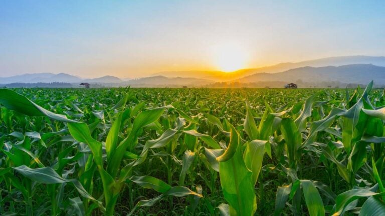 Helping Growers Diversify: How Ag Retailers Can Guide Farmers Beyond Corn and Soybeans
